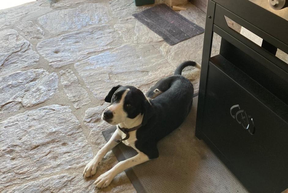Ontdekkingsalarm Hond rassenvermenging Mannetje Saint-Julien Frankrijk