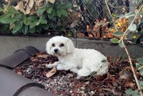 Ontdekkingsalarm Hond  Onbekend Angoulême Frankrijk
