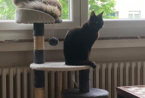 Verdwijningsalarm Kat  Vrouwtje , 6 jaar Hagondange Frankrijk