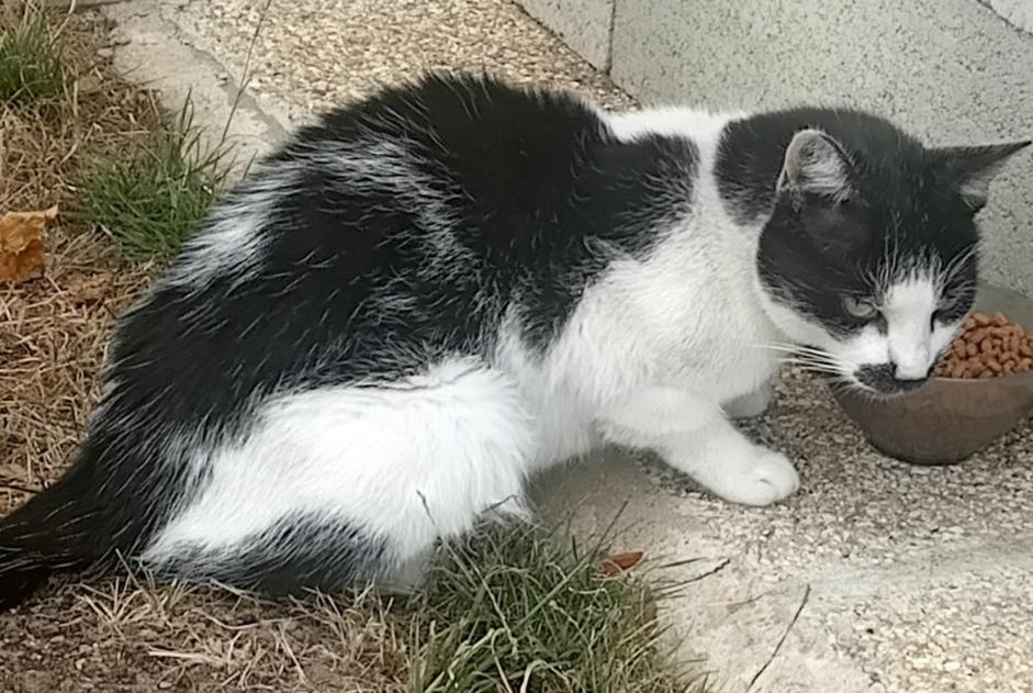 Ontdekkingsalarm Kat Onbekend Breteuil Frankrijk