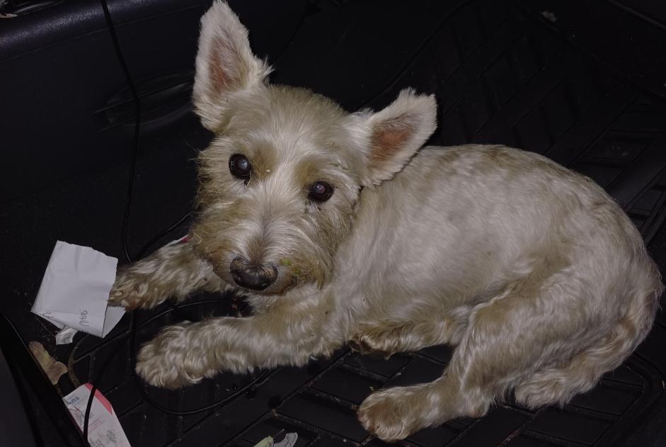 Ontdekkingsalarm Hond  Mannetje Gumbrechtshoffen Frankrijk