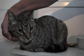 Ontdekkingsalarm Kat Onbekend Lille Frankrijk