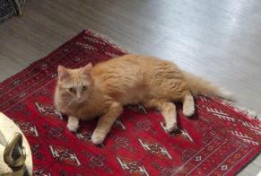 Verdwijningsalarm Kat Vrouwtje , 1 jaar Sulniac Frankrijk