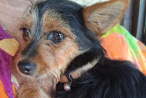 Ontdekkingsalarm Hond rassenvermenging Mannetje Étauliers Frankrijk