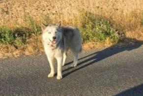 Ontdekkingsalarm Hond  Mannetje , 3 jaar Dunkerque Frankrijk