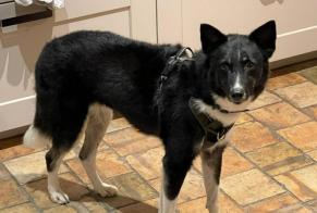 Verdwijningsalarm Hond  Vrouwtje , 7 jaar Saint-Sylvain Frankrijk