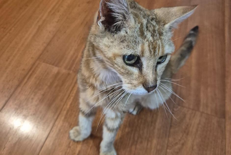 Ontdekkingsalarm Kat Vrouwtje , 12 jaar Nice Frankrijk