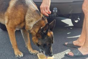 Ontdekkingsalarm Hond  Mannetje Saint-Ferréol-d'Auroure Frankrijk