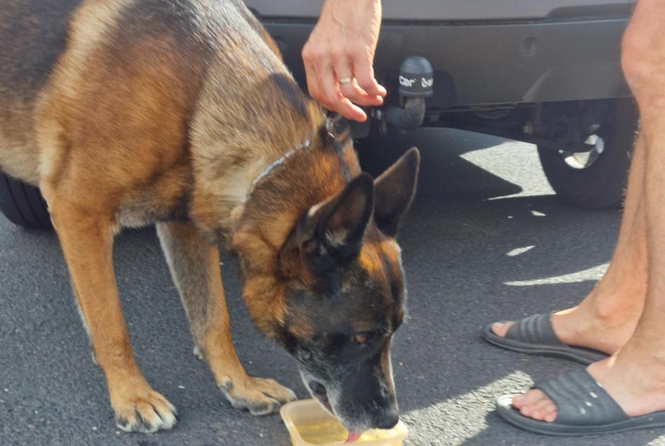 Ontdekkingsalarm Hond  Mannetje Saint-Ferréol-d'Auroure Frankrijk