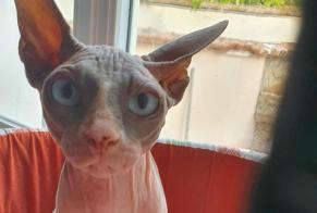 Ontdekkingsalarm Kat  Vrouwtje Beaune-la-Rolande Frankrijk