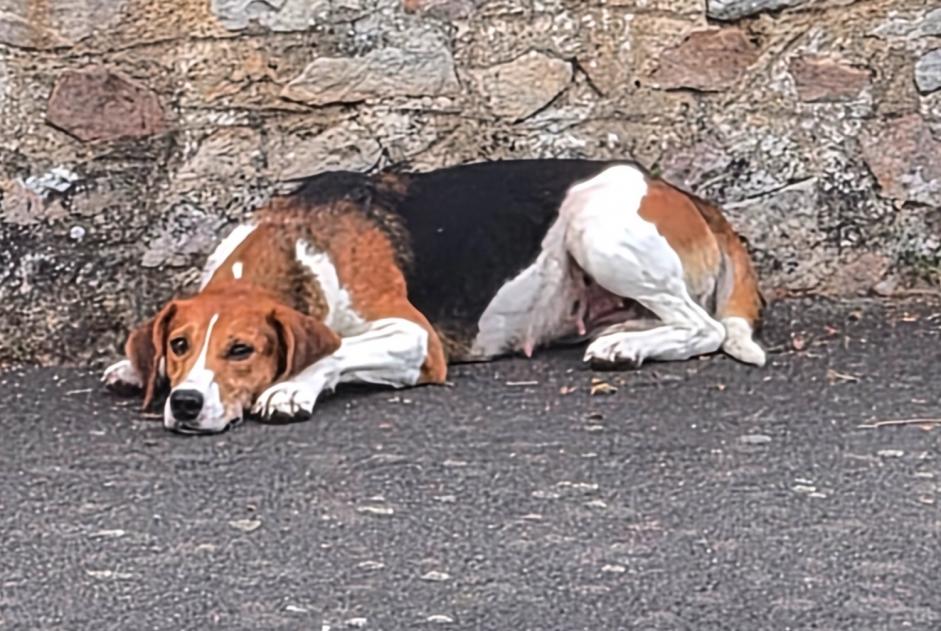 Ontdekkingsalarm Hond rassenvermenging Vrouwtje Parigné-l'Évêque Frankrijk