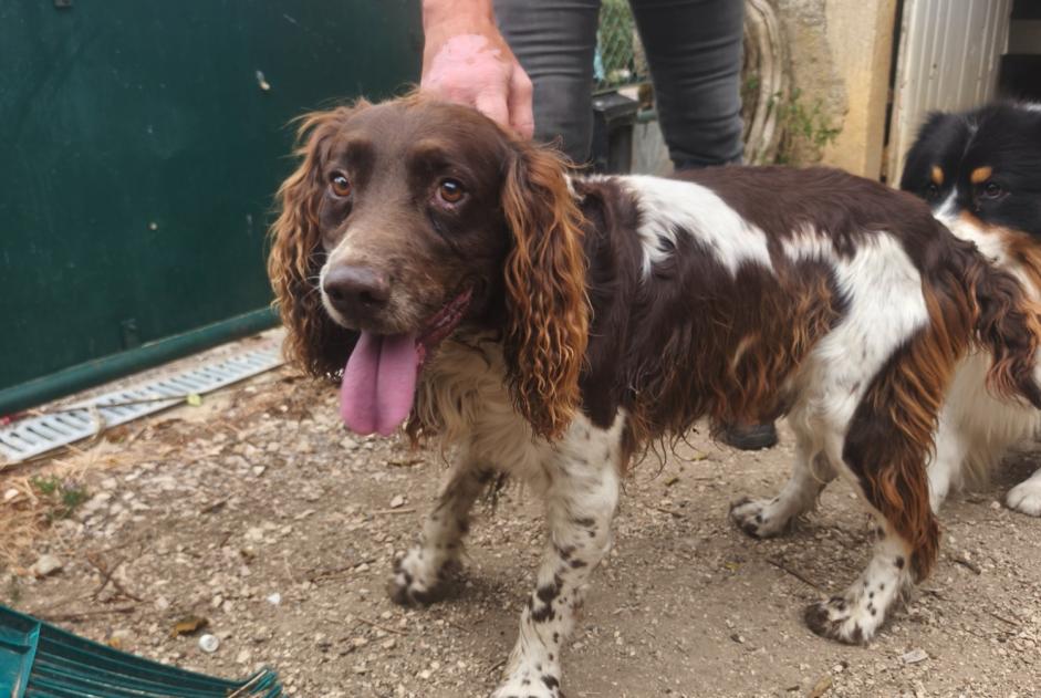 Ontdekkingsalarm Hond Mannetje Échevronne Frankrijk