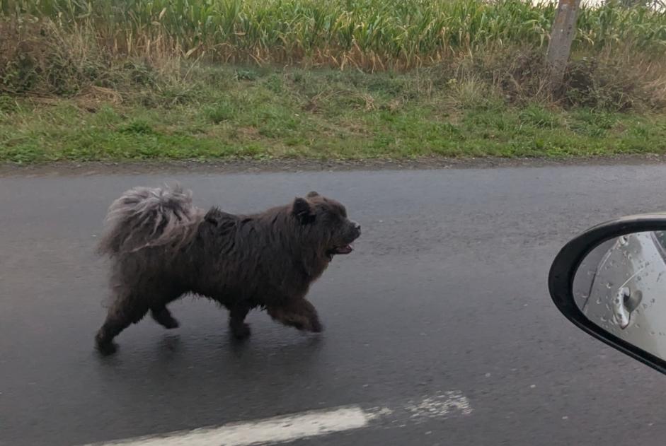 Ontdekkingsalarm Hond Onbekend Saint-Gilles Frankrijk