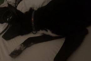 Ontdekkingsalarm Hond rassenvermenging Mannetje Niederrœdern Frankrijk