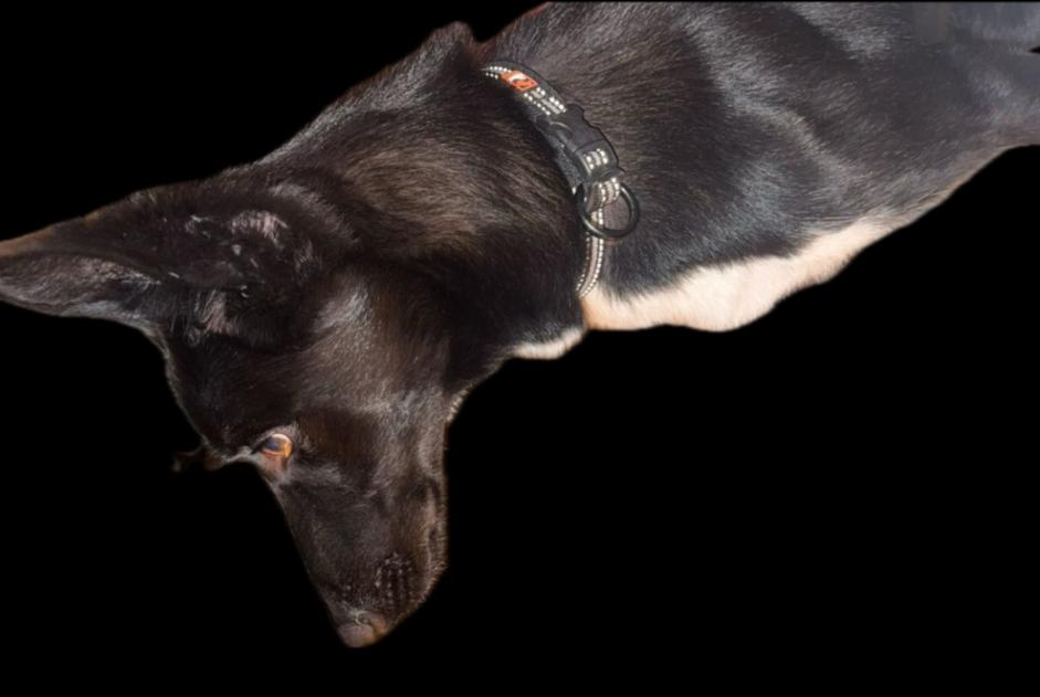 Ontdekkingsalarm Hond rassenvermenging Mannetje Niederrœdern Frankrijk