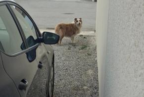 Ontdekkingsalarm Hond Onbekend Champagne Frankrijk