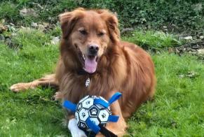 Verdwijningsalarm Hond rassenvermenging Mannetje , 7 jaar Itxassou Frankrijk