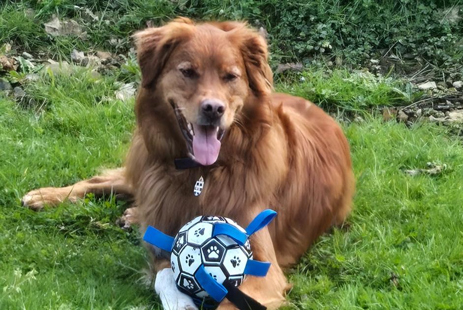 Verdwijningsalarm Hond rassenvermenging Mannetje , 7 jaar Itxassou Frankrijk