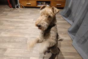 Verdwijningsalarm Hond  Mannetje , 13 jaar Saint-Maurice-en-Chalencon Frankrijk