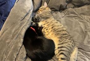 Verdwijningsalarm Kat  Mannetje , 1 jaar Asnières-sur-Seine Frankrijk