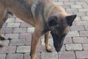 Ontdekkingsalarm Hond Onbekend Loire-sur-Rhône Frankrijk