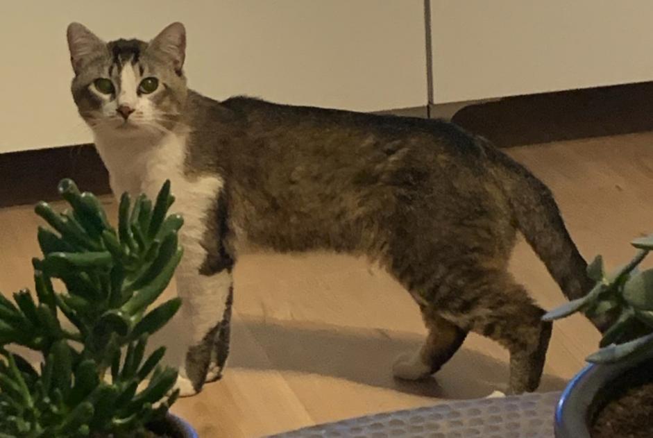 Ontdekkingsalarm Kat Mannetje , 1 jaar Pomponne Frankrijk