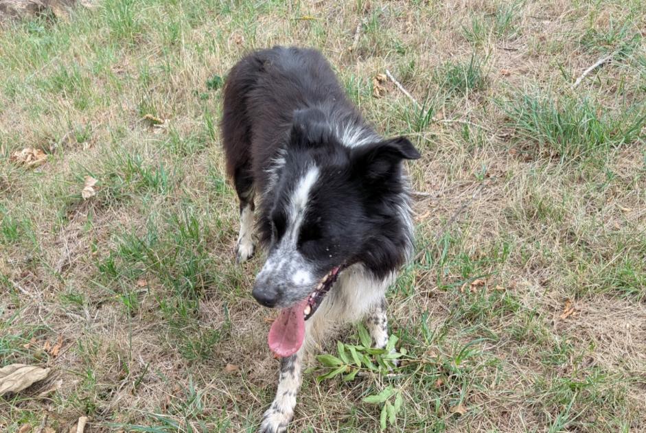 Ontdekkingsalarm Hond  Mannetje Manderen-Ritzing Frankrijk