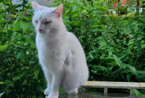 Verdwijningsalarm Kat Vrouwtje , 8 jaar La Celle-Saint-Cloud Frankrijk