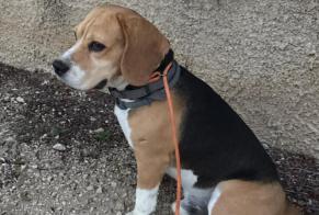 Ontdekkingsalarm Hond Onbekend Ansouis Frankrijk