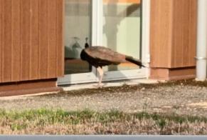 Ontdekkingsalarm Vogel Onbekend Charly-sur-Marne Frankrijk