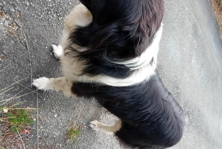 Ontdekkingsalarm Hond  Mannetje Saint-Médard-d'Excideuil Frankrijk