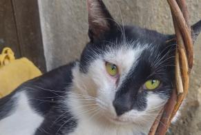 Ontdekkingsalarm Kat Vrouwtje Villefranche-sur-Saône Frankrijk