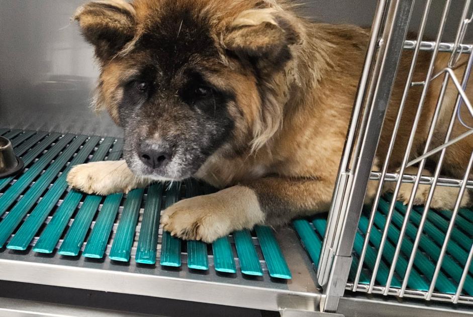 Ontdekkingsalarm Hond Vrouwtje Bodilis Frankrijk