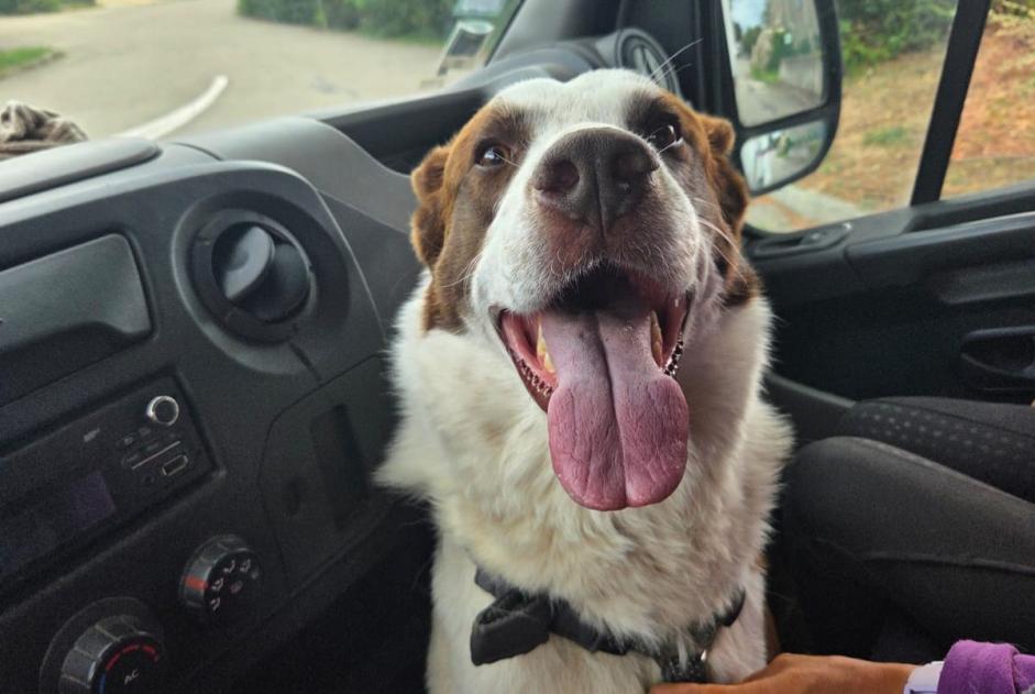 Ontdekkingsalarm Hond rassenvermenging Mannetje Saint-Félicien Frankrijk