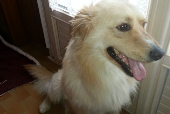 Verdwijningsalarm Hond  Mannetje , 14 jaar Villaines-sous-Malicorne Frankrijk