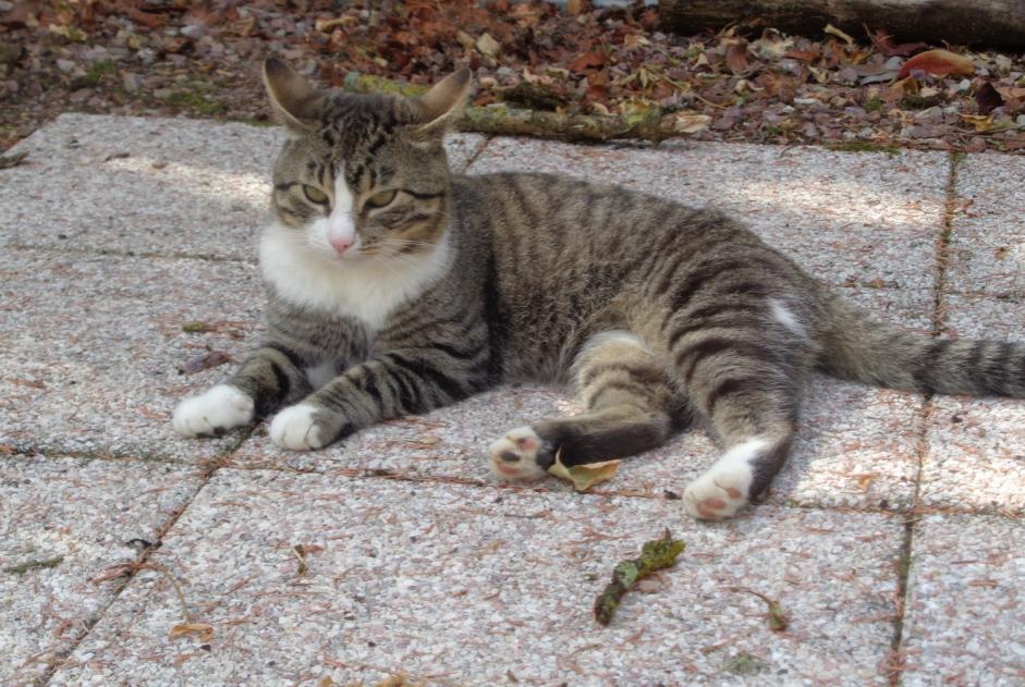 Ontdekkingsalarm Kat Mannetje Soumont-Saint-Quentin Frankrijk