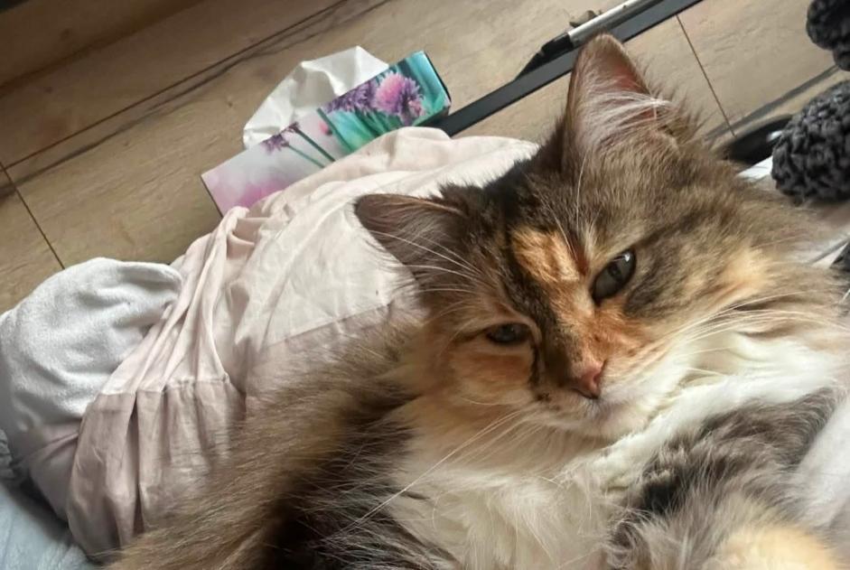 Verdwijningsalarm Kat Vrouwtje , 8 jaar Saint-Georges-de-Pointindoux Frankrijk