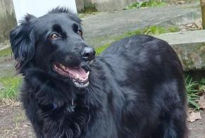 Verdwijningsalarm Hond rassenvermenging Vrouwtje , 8 jaar Sauve Frankrijk