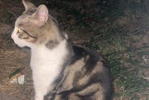 Ontdekkingsalarm Kat Mannetje , 2 jaar Alfortville Frankrijk