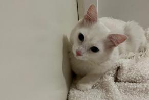 Ontdekkingsalarm Kat  Mannetje , 3 jaar Montpellier Frankrijk