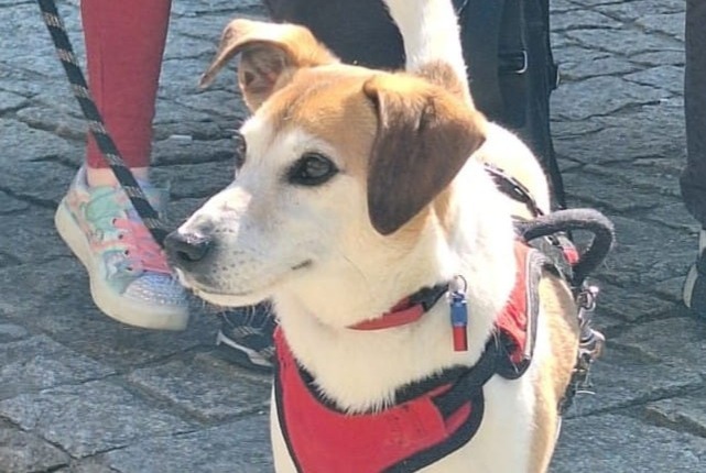 Verdwijningsalarm Hond  Mannetje , 8 jaar Morlac Frankrijk