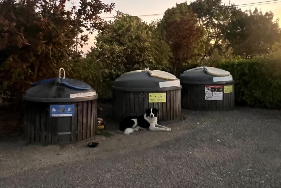 Ontdekkingsalarm Hond  Mannetje Saint-Puy Frankrijk