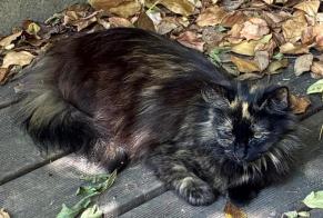 Verdwijningsalarm Kat Vrouwtje , 4 jaar Vitry-sur-Seine Frankrijk