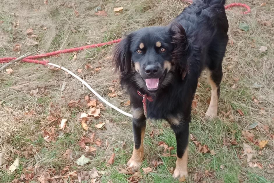 Ontdekkingsalarm Hond Mannetje Cossé-le-Vivien Frankrijk
