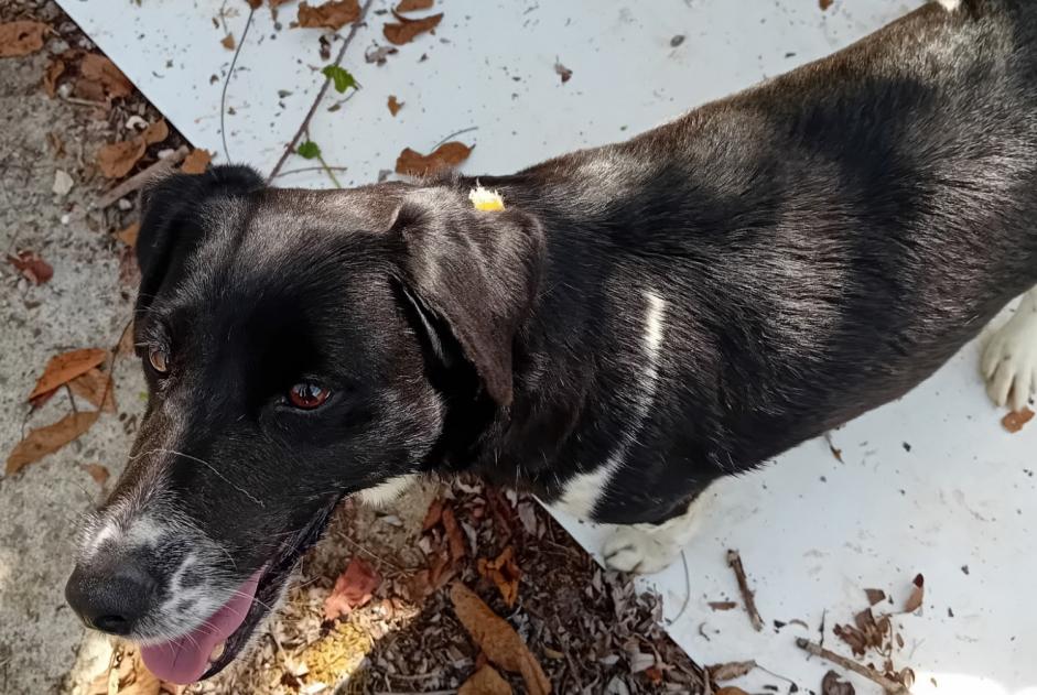 Ontdekkingsalarm Hond Onbekend Bresse Vallons Frankrijk