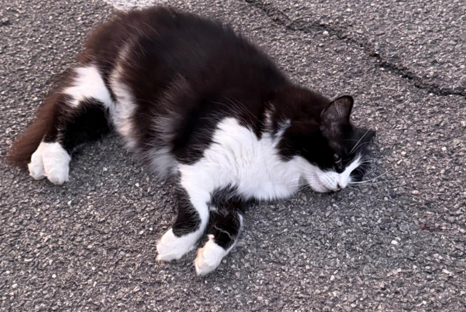 Ontdekkingsalarm Kat Onbekend Cabris Frankrijk Ontdekkingsalarm Kat Onbekend Cabris Frankrijk