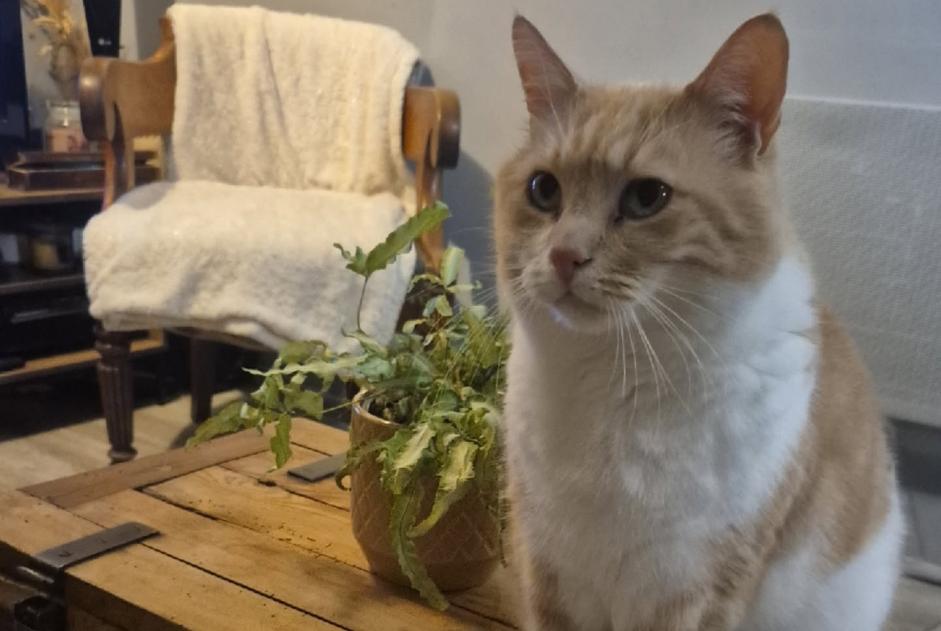 Verdwijningsalarm Kat rassenvermenging Mannetje , 11 jaar Eringhem Frankrijk