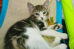 Verdwijningsalarm Kat Mannetje , 3 jaar Saint-Raphaël Frankrijk
