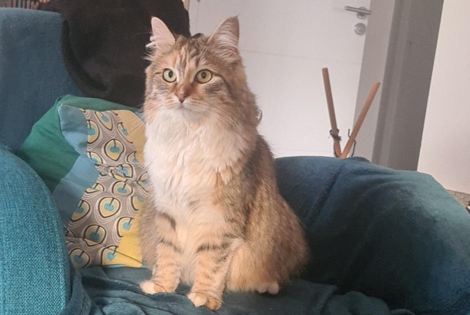 Verdwijningsalarm Kat  Vrouwtje , 1 jaar La Talaudière Frankrijk
