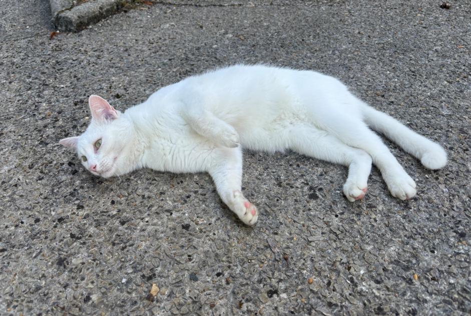 Ontdekkingsalarm Kat  Onbekend Lagord Frankrijk